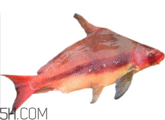 胭脂魚是什么魚？胭脂魚是保護(hù)動(dòng)物嗎