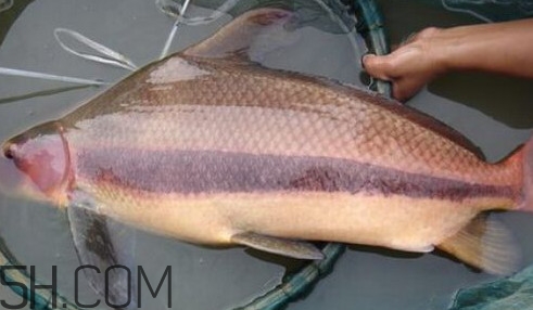 胭脂魚可以吃嗎？胭脂魚好養(yǎng)嗎