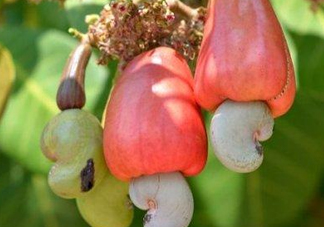 腰果是什么植物的果實(shí)？腰果果實(shí)能吃嗎