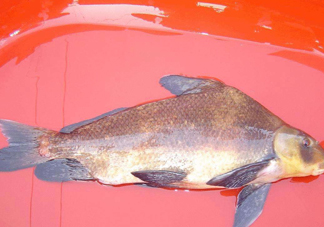 胭脂魚多少錢一斤？胭脂魚怎么做好吃