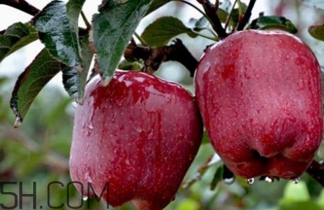 如何鑒別花牛蘋(píng)果？為什么叫花牛蘋(píng)果