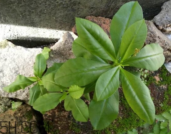 土人參有毒嗎？土人參葉子可以吃嗎？