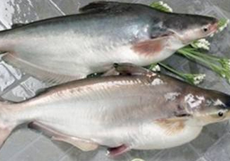 巴沙魚可以生吃嗎？巴沙魚的功效與作用