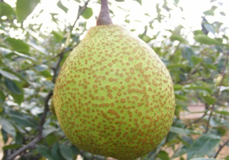 萊陽梨是哪里的？萊陽梨是什么梨