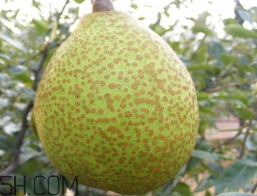 萊陽(yáng)梨是哪里的？萊陽(yáng)梨是什么梨