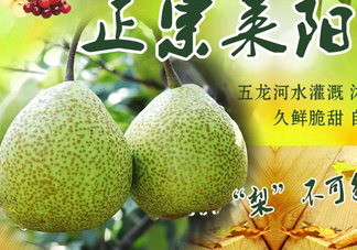 萊陽梨幾月份才會(huì)有？正宗萊陽梨哪里能買的到
