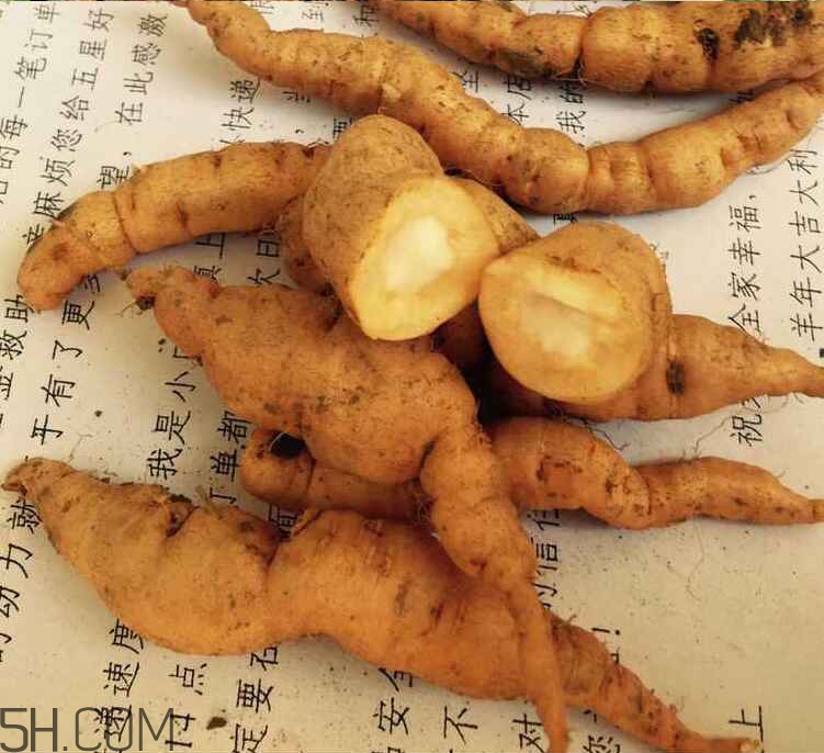 鮮地黃是什么？鮮地黃有什么功效？