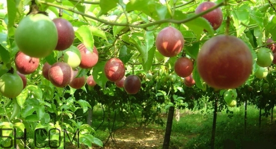 百香果放冰箱能放幾天？怎么判斷百香果壞沒壞？