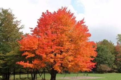 楓糖色口紅是什么顏色？楓糖色口紅試色