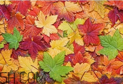 楓糖色口紅是什么顏色？楓糖色口紅試色