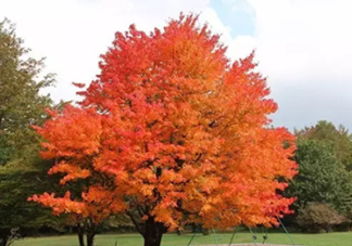 楓糖色口紅哪個(gè)牌子好？楓糖色口紅推薦