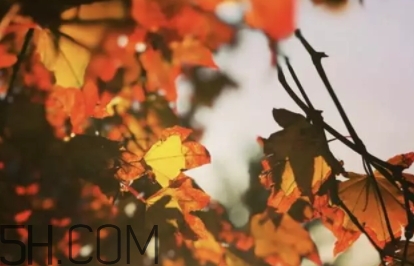 楓糖色口紅哪個牌子好？楓糖色口紅推薦