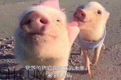 豬精女孩健康養(yǎng)生指南有哪些？豬精女孩健康養(yǎng)生指南是什么？