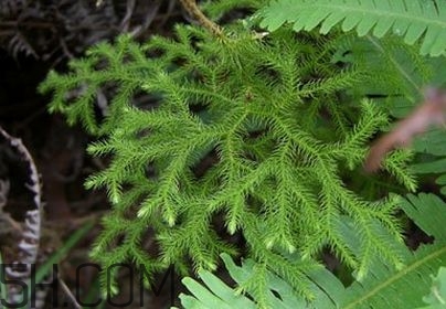 什么是伸筋草？伸筋草的功效與作用是什么？