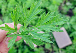 艾葉草洗澡有什么好處？怎么挑選艾葉草？