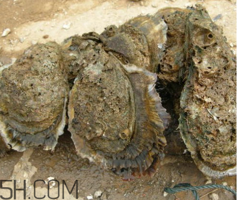 吃生蠔應該注意哪些事項？生蠔與牡蠣的區(qū)別