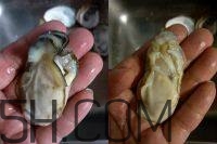 吃生蠔應該注意哪些事項？生蠔與牡蠣的區(qū)別