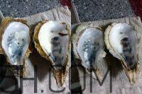 吃生蠔應該注意哪些事項？生蠔與牡蠣的區(qū)別