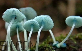 如何判斷生蠔烤熟沒有？生蠔可以和蘑菇一起吃嗎？