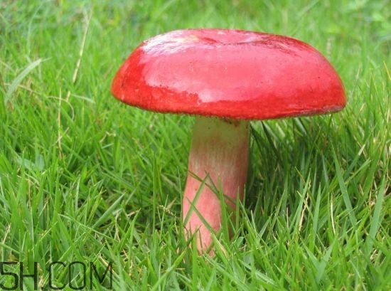 如何鑒別紅菇？紅菇的做法有哪些？