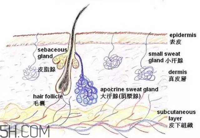 腿毛能刮嗎？腿毛能不能刮？