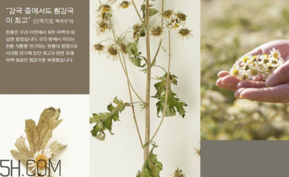 韓律護膚品怎么樣？韓律全系列介紹