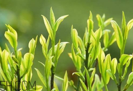 茶樹精油可以直接涂在臉上嗎？茶樹精油的功效與作用？