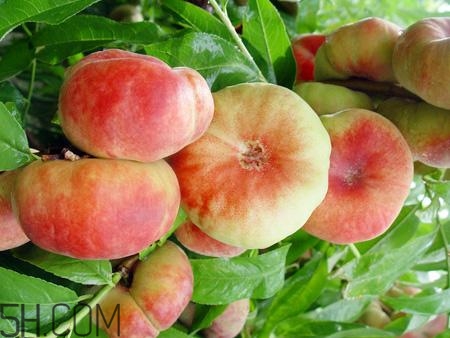 蟠桃的營(yíng)養(yǎng)價(jià)值有哪些？蟠桃的吃法有哪些？