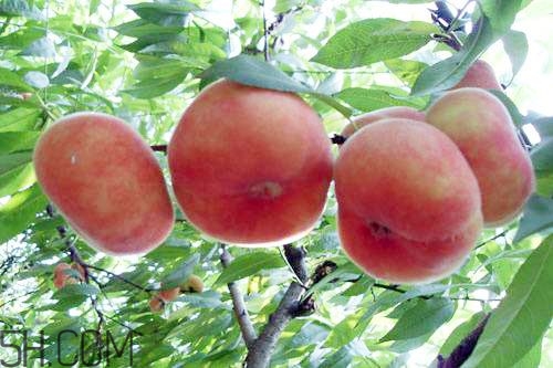 蟠桃的營(yíng)養(yǎng)價(jià)值有哪些？蟠桃的吃法有哪些？