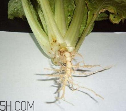 香菜根煮水怎么煮？香菜根煮水喝幾天見效？