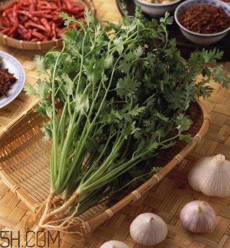 香菜根煮水能減肥嗎？香菜根煮水能天天喝嗎？