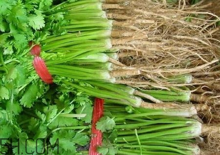 香菜根煮水能治濕疹嗎？香菜根煮水孕婦能喝嗎？