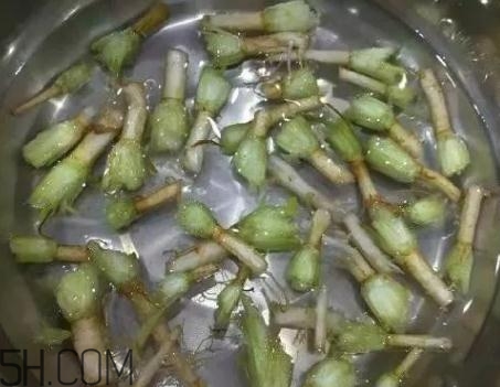 香菜根煮水能治濕疹嗎？香菜根煮水孕婦能喝嗎？