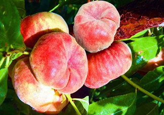 蟠桃的營(yíng)養(yǎng)價(jià)值有哪些？蟠桃的吃法有哪些？