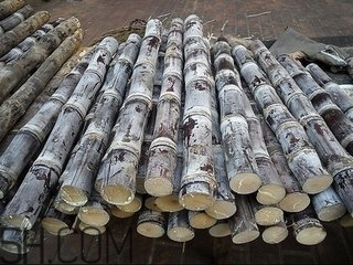 吃完甘蔗多久可以吃柿子？甘蔗和柿子一起吃了怎么辦？