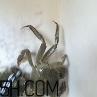 冬天可以吃大閘蟹嗎？冬天怎么吃大閘蟹？