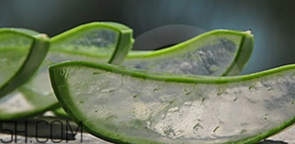 蘆薈膠祛痘效果好嗎？蘆薈膠真的會祛痘