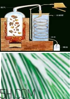自然堂雪松精油怎么樣？雪松御齡綻放年輕光彩