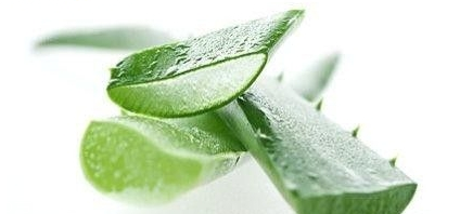 嘴唇干裂能用蘆薈膠嗎？鼻子脫皮也可以用蘆薈膠