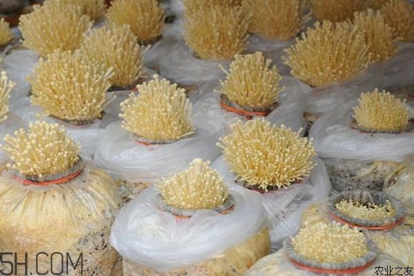 金針菇的食用禁忌有哪些？金針菇四大禁忌