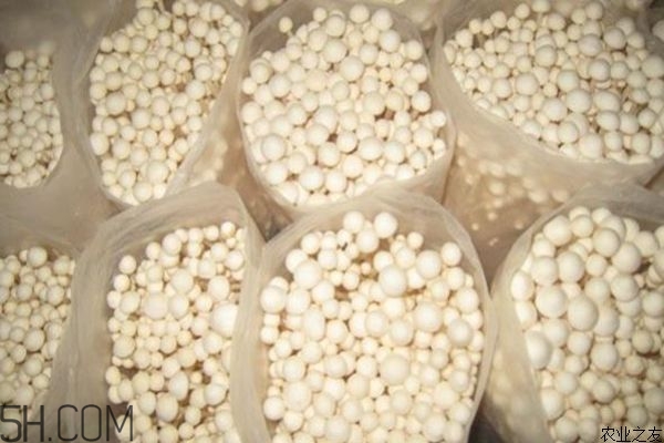 金針菇的食用禁忌有哪些？金針菇四大禁忌