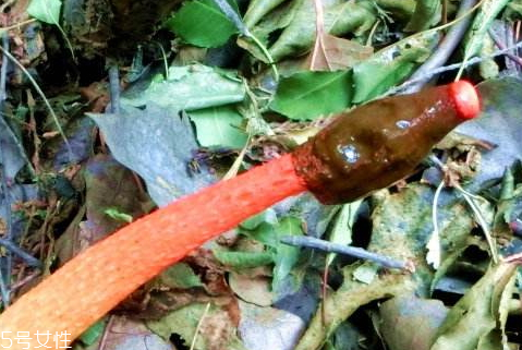 紅鬼筆多少錢(qián)一斤2018 奇葩的菌類你知道多少