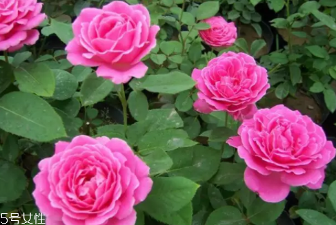 什么花不能放臥室養(yǎng)？含羞草誤食會(huì)脫發(fā)