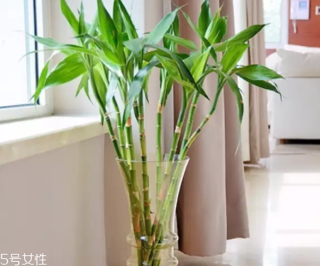 什么花不能放臥室養(yǎng)？含羞草誤食會(huì)脫發(fā)