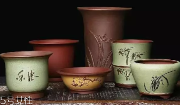 什么花不能放臥室養(yǎng)？含羞草誤食會(huì)脫發(fā)