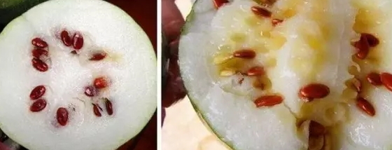 紅瓜子是什么瓜的子？瓜子比瓜還要珍貴