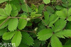 什么花不能放臥室養(yǎng)？含羞草誤食會(huì)脫發(fā)