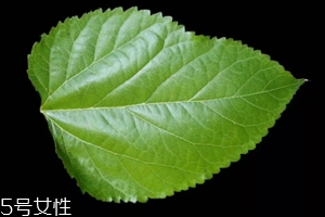 桑葉茶哪些人不能喝？過(guò)多飲用傷脾胃?jìng)I