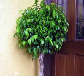 養(yǎng)花有哪些益處？節(jié)約藥費不止一點點