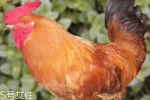 雞內(nèi)金有哪些功效？消除結(jié)石的一把好手